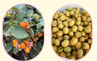 福建山上野果有哪些？