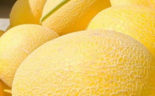 新疆哈密盛产哪些特色水果？