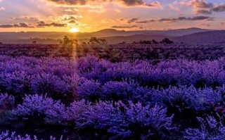 2025新疆薰衣草几月开？花期多久？