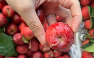 新疆三月有哪些水果当季？