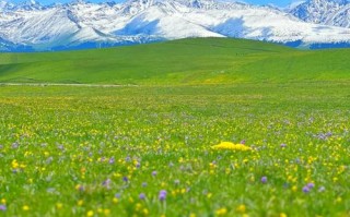 喀拉峻草原美如画，为何能成新疆名片？