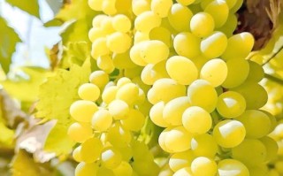 新疆盛产水果的什么最出名？