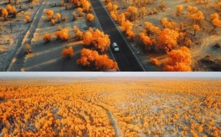 新疆胡杨林哪里最美？