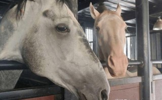 新疆古生态汗血马基地