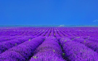 福建薰衣草花海具体位置在哪？