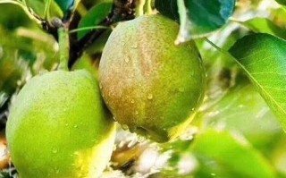 新疆库尔勒有哪些特色特产？