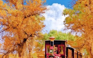 新疆轮台胡杨林具体位置在哪儿？