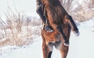 新疆伊犁昭苏马价格多少钱一匹？