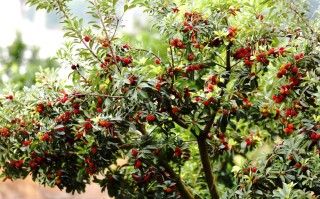 江西哪里产杨梅？