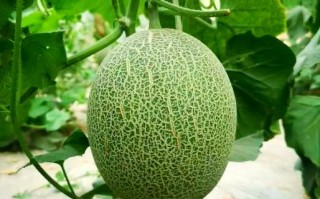 新疆哪些地方盛产哈密瓜？