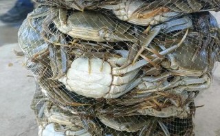 新疆博斯腾湖螃蟹网购靠谱吗？