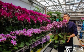 福建龙岩花卉批发市场在哪里？