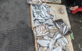 福建连江海鲜批发市场有何特色？