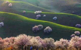 新疆三月哪里好？春景初绽，哪里值得逛？