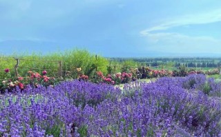 新疆霍城薰衣草花期何时最美？