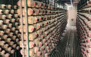 福建罗源秀珍菇菌种厂有何优势？