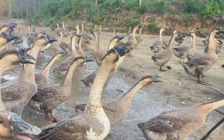 福建友清鹅业有何特色或优势？