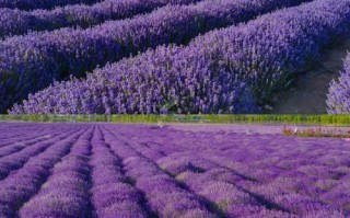 新疆7月真的能看到薰衣草吗？