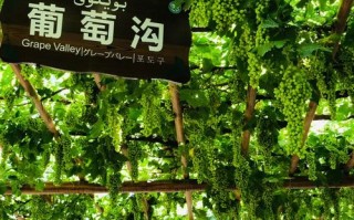 葡萄沟为何成新疆葡萄甜蜜名片？