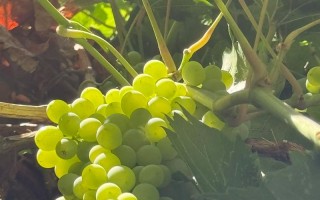 新疆葡萄几时成熟？