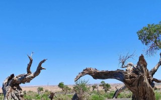 新疆胡杨林具体在新疆哪里？