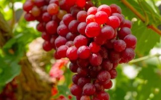 新疆吐鲁番为何盛产水果？