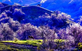 新疆大西沟风景区有何独特魅力？