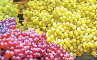 新疆盛产的水果有哪些？