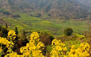 婺源油菜花开了吗？