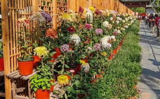 福建福州菊花种植基地有何特色？