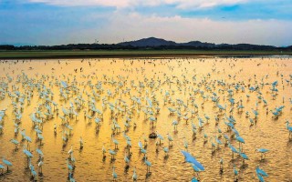 鄱阳湖候鸟保护区有何生态价值？