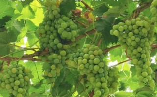新疆葡萄图片大全有哪些品种？