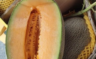 新疆哪里的哈密瓜最好吃？