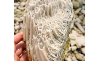 新疆艾丁湖为何会有珊瑚化石？