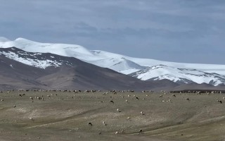 新疆山上白色的是什么？