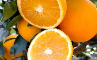 江西有哪些特色水果特产？