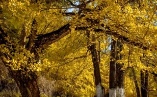 福建三明尤溪福建景区有何特色？