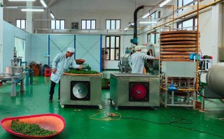 福建陆禾茶业有限公司有何特色或优势？