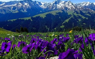 喀拉峻今年花期何时开？