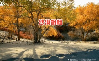 新疆胡杨林门票价格是多少？