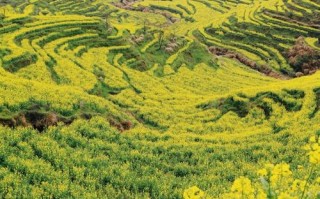 江西婺源油菜花什么时候开