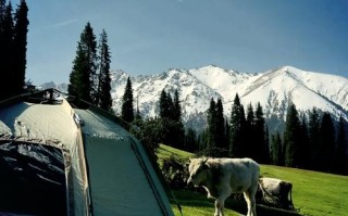 新疆南山牧场一日游，有哪些必体验？