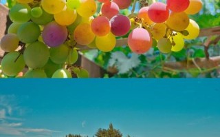 新疆葡萄有何独特魅力？