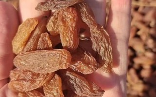 新疆乌鲁木齐买葡萄干