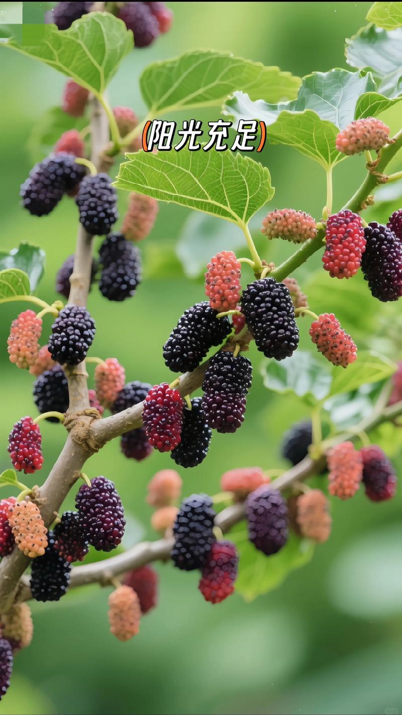 四川新疆桑葚干，哪个更胜一筹？-第2张图片-花冠旅游服务