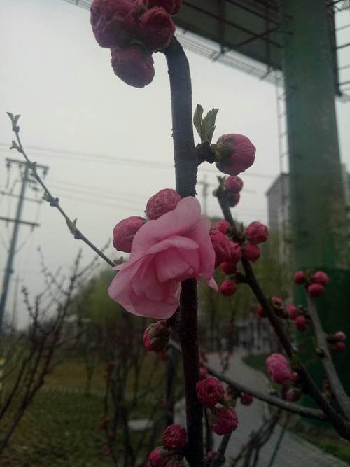 福建晋州未来七天天气如何？-第3张图片-花冠旅游服务