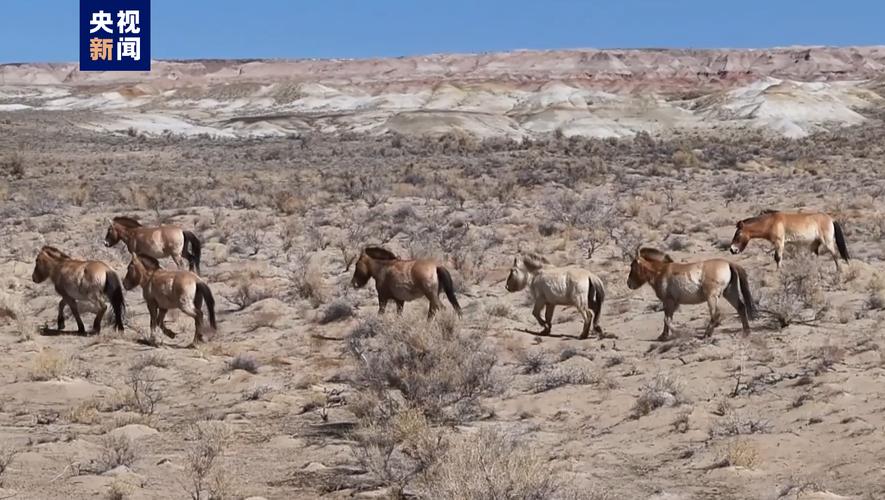 卡拉麦里保护区藏着怎样的生态密码？-第2张图片-花冠旅游服务