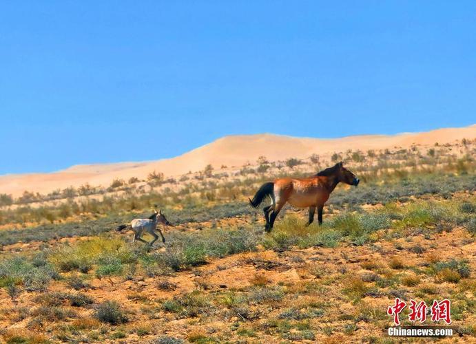 卡拉麦里保护区藏着怎样的生态密码？-第1张图片-花冠旅游服务