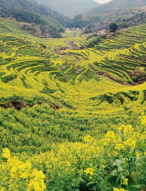 江西婺源油菜花什么时候开-第1张图片-花冠旅游服务