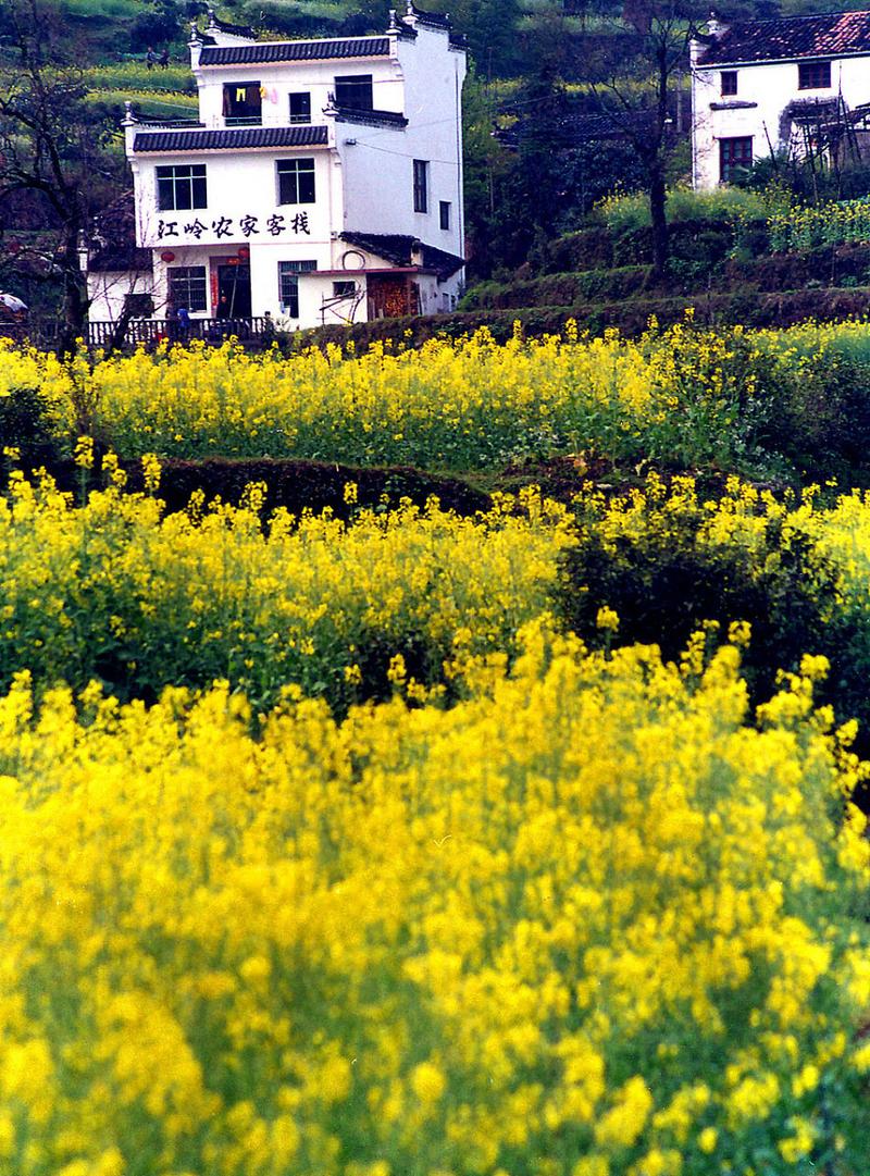 江西婺源油菜花什么时候开-第3张图片-花冠旅游服务